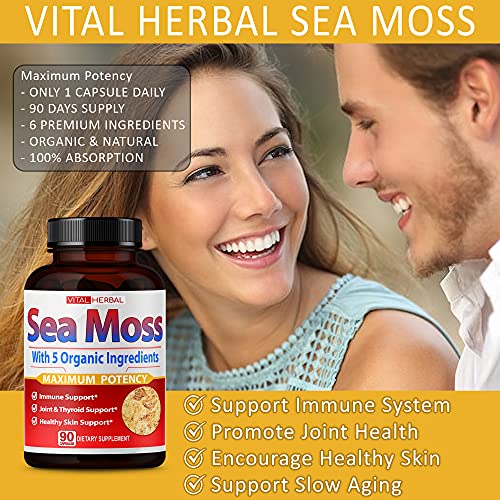 VITAL HERBAL Irish Sea Moss Capsules Equivalent to 5450mg - Maximum Potency