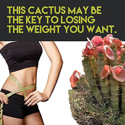 Hoodia Gordonii - Natural Vegan Appetite Suppressant Pills. Stimulant Free Unlike Most Diet Pills