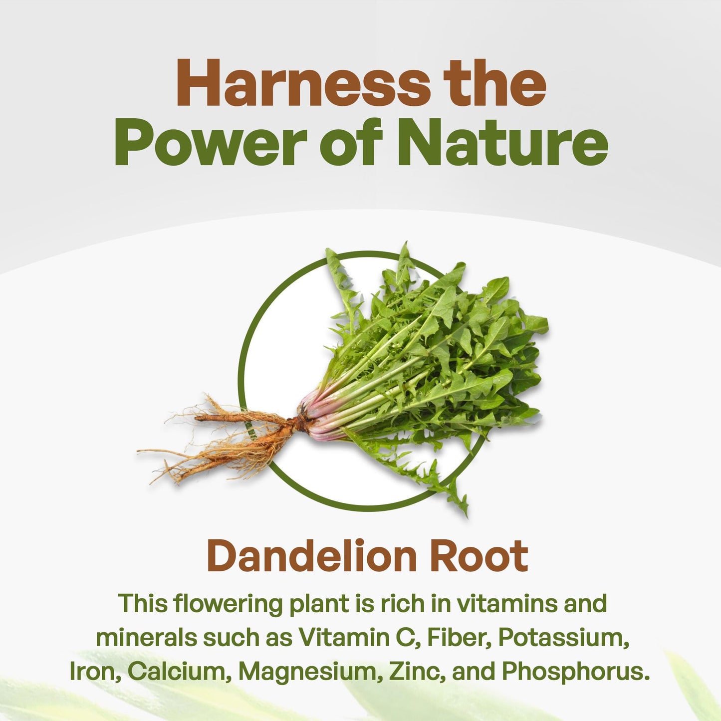 Go Nutra - Dandelion Root Powder, Potent 10:1 Dandelion Root Extract with 4% Flavonoids