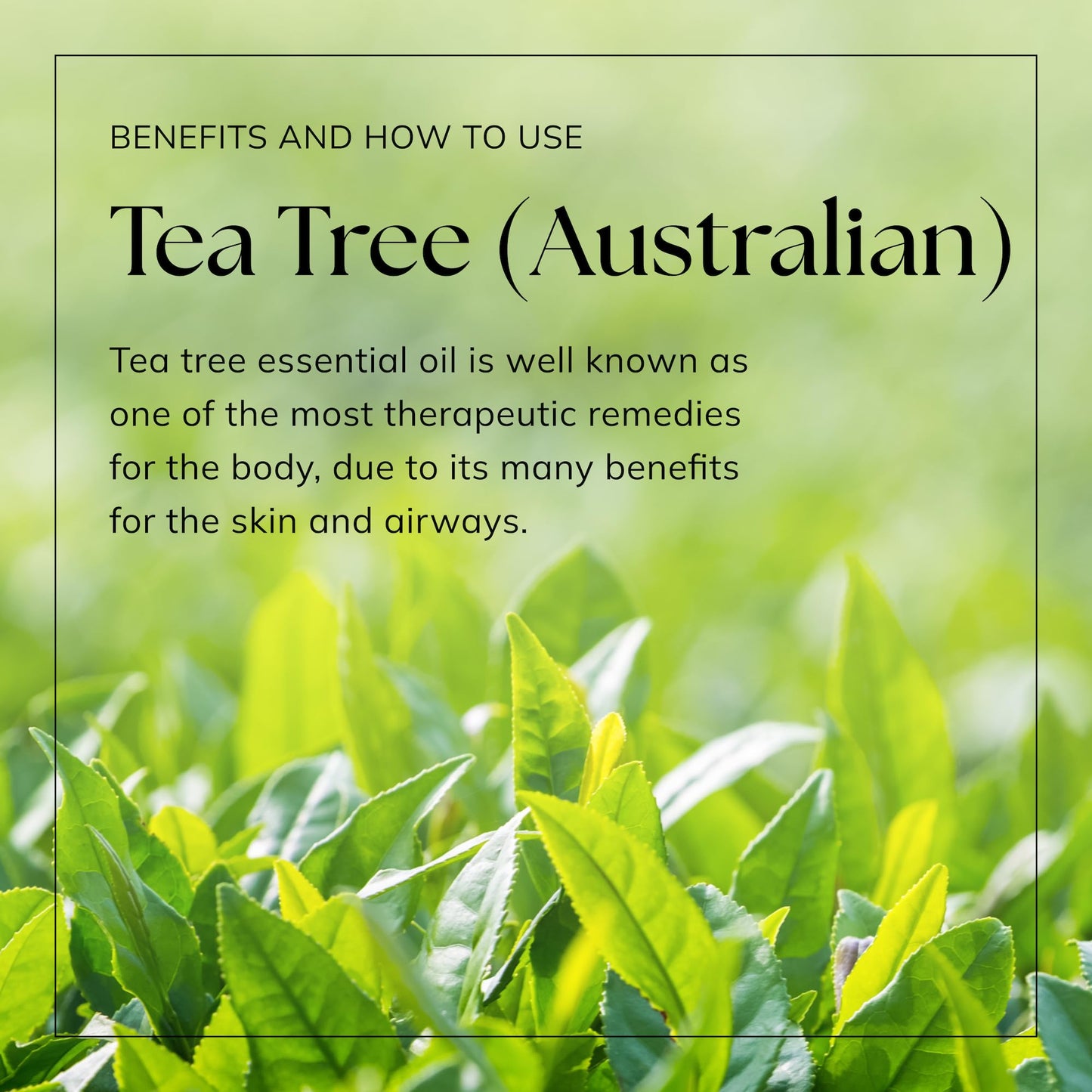 Nikura Pure Australian Tea Tree Essential Oil for Skin, Nail Fungus, Face, Hair, Acne