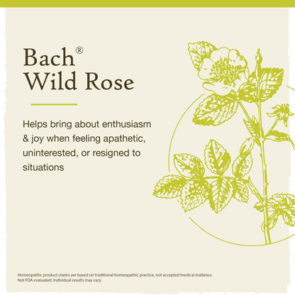 Bach Original Flower Remedies, Wild Rose for Enthusiasm (Non-Alcohol Formula), Natural Homeopathic