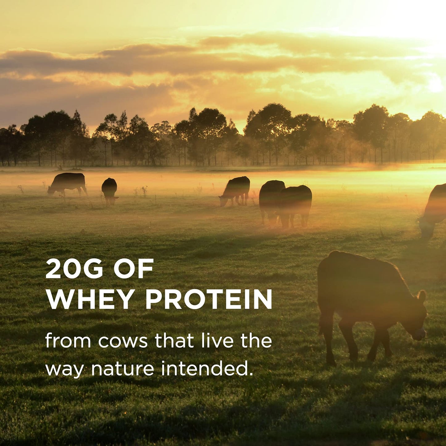 Solgar Whey To Go Natural Vanilla Flavour Protein Powder 340 g - Grass-Fed Whey from New Zealand Cows