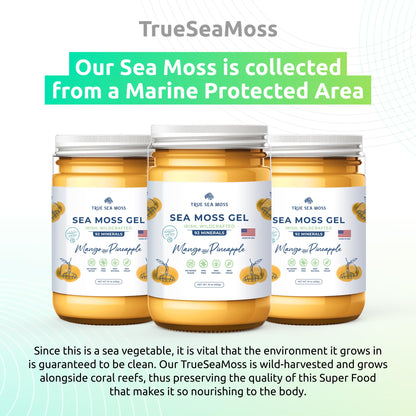 TrueSeaMoss Wildcrafted Irish Sea Moss Gel – Nutritious Organic Raw Seamoss Rich